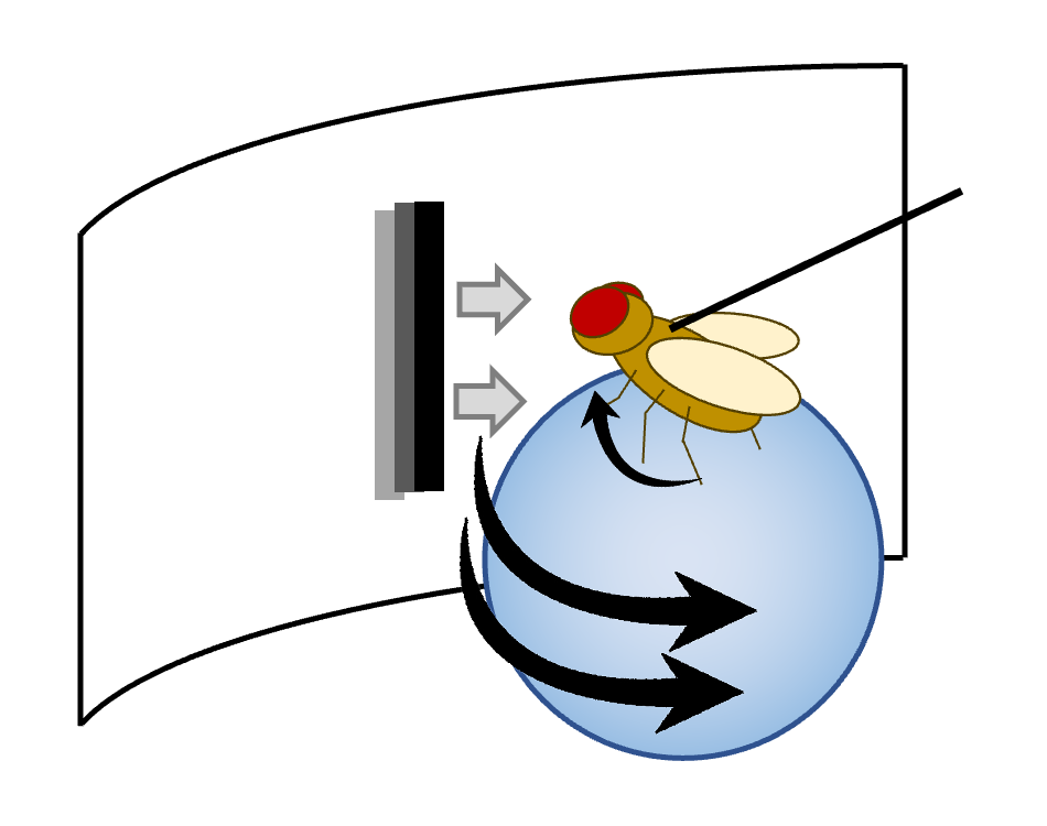 A schematic of a fruit fly performing visual tasks in virtual reality. The tethered fly walks on an air-supported ball, while interacting with visual objects.